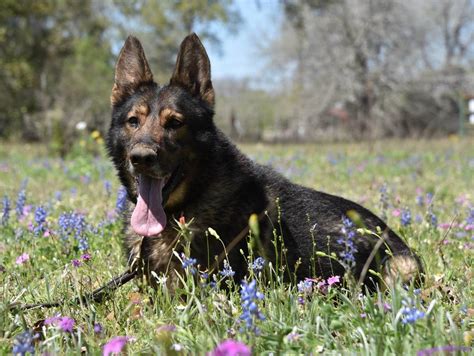 von dax german shepherds